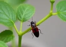 planta que afasta baratas