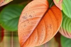 folhas da sua planta secando e ficando marrons