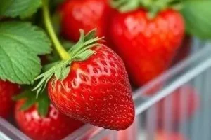 truque para evitar que os morangos estraguem