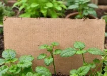 truque para plantas com papelão